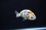 2Pack Ranchu  1.5-2 Inch (ID#1210ToPTD-12) Free2Day SHIPPING