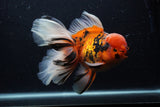 Giant Thai Oranda  Calico 7.5 Inch (ID#0103T13a-111)