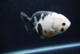 Milk Cow Ranchu  Calico 4.5 Inch (ID#1224R10c-82) Free2Day SHIPPING