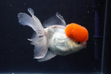 Thai Oranda  Red Cap 5 Inch (ID#1018To13a-50) Free2Day SHIPPING