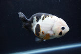 Milk Cow Ranchu  Calico 4.5 Inch (ID#1224R10c-82) Free2Day SHIPPING