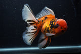 Giant Thai Oranda  Calico 7.5 Inch (ID#0103T13a-111)