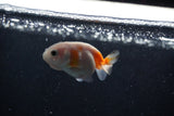 2Pack Ranchu  1.5-2 Inch (ID#1210ToPTD-12) Free2Day SHIPPING