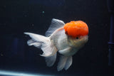 Thai Oranda  Red Cap 5 Inch (ID#1018To13a-51) Free2Day SHIPPING