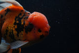 Giant Thai Oranda  Calico 7.5 Inch (ID#0103T13a-111)