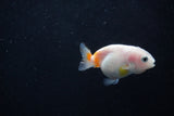 2Pack Ranchu  1.5-2 Inch (ID#1210ToPTD-12) Free2Day SHIPPING