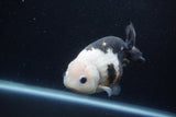 Milk Cow Ranchu  Calico 4.5 Inch (ID#1224R10c-82) Free2Day SHIPPING