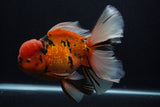 Giant Thai Oranda  Calico 7.5 Inch (ID#0103T13a-111)