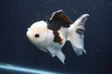 Thai Oranda  Tricolor 5 Inch (ID#415T2c-100) Free2Day SHIPPING