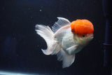 Thai Oranda  Red Cap 5 Inch (ID#1018To13a-51) Free2Day SHIPPING