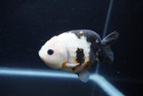 Milk Cow Ranchu  Calico 4.5 Inch (ID#1224R10c-82) Free2Day SHIPPING