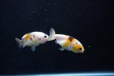 2Pack Ranchu   1.5-2 Inch (ID#1210ToPTD-13) Free2Day SHIPPING