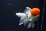 Thai Oranda  Red Cap 5 Inch (ID#1018To13a-51) Free2Day SHIPPING