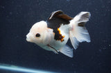 Thai Oranda  Tricolor 5 Inch (ID#415T2c-100) Free2Day SHIPPING