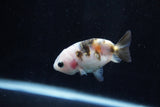 2Pack Ranchu   1.5-2 Inch (ID#1210ToPTD-13) Free2Day SHIPPING