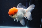 Thai Oranda  Red Cap 5 Inch (ID#1018To13a-51) Free2Day SHIPPING