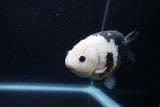 Milk Cow Ranchu  Calico 4.5 Inch (ID#1224R10c-82) Free2Day SHIPPING