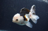 Thai Oranda  Tricolor 5 Inch (ID#415T2c-100) Free2Day SHIPPING
