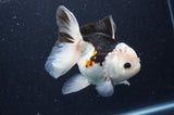 Thai Oranda  Tricolor 5 Inch (ID#415T2c-100) Free2Day SHIPPING