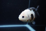 Milk Cow Ranchu  Calico 4.5 Inch (ID#1224R10c-82) Free2Day SHIPPING