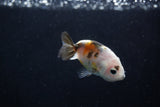 2Pack Ranchu   1.5-2 Inch (ID#1210ToPTD-13) Free2Day SHIPPING