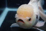 Giant Thai Oranda  Tricolor 7.5 Inch (ID#0103T13a-112)