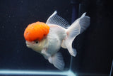 Thai Oranda  Red Cap 5 Inch (ID#1018To13a-51) Free2Day SHIPPING