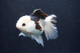 Thai Oranda  Tricolor 5 Inch (ID#415T2c-100) Free2Day SHIPPING