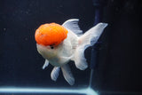 Thai Oranda  Red Cap 5 Inch (ID#1018To13a-51) Free2Day SHIPPING