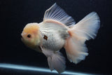 Giant Thai Oranda  Tricolor 7.5 Inch (ID#0103T13a-112)