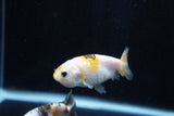 2Pack Ranchu   1.5-2 Inch (ID#1210ToPTD-13) Free2Day SHIPPING