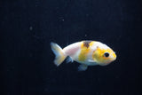 2Pack Ranchu   1.5-2 Inch (ID#1210ToPTD-13) Free2Day SHIPPING