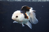 Thai Oranda  Tricolor 5 Inch (ID#415T2c-100) Free2Day SHIPPING