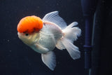 Thai Oranda  Red Cap 5 Inch (ID#1018To13a-51) Free2Day SHIPPING