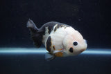 Milk Cow Ranchu  Calico 4.5 Inch (ID#1224R10c-82) Free2Day SHIPPING