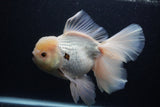 Giant Thai Oranda  Tricolor 7.5 Inch (ID#0103T13a-112)