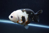 Milk Cow Ranchu  Calico 4.5 Inch (ID#1224R10c-82) Free2Day SHIPPING