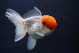 Thai Oranda  Red Cap 5 Inch (ID#1018To13a-51) Free2Day SHIPPING