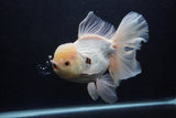 Giant Thai Oranda  Tricolor 7.5 Inch (ID#0103T13a-112)