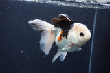 Thai Oranda  Tricolor 5 Inch (ID#415T2c-100) Free2Day SHIPPING
