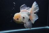 Giant Thai Oranda  Tricolor 7.5 Inch (ID#0103T13a-112)