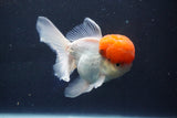 Thai Oranda  Red Cap 5 Inch (ID#1018To13a-51) Free2Day SHIPPING