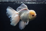 Giant Thai Oranda  Tricolor 7.5 Inch (ID#0103T13a-112)