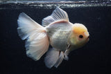 Giant Thai Oranda  Tricolor 7.5 Inch (ID#0103T13a-112)