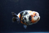 Milk Cow Ranchu  Calico 4.5 Inch (ID#1224R10c-83) Free2Day SHIPPING