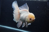 Giant Thai Oranda  Tricolor 7.5 Inch (ID#0103T13a-112)