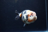 Milk Cow Ranchu  Calico 4.5 Inch (ID#1224R10c-83) Free2Day SHIPPING