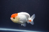 Tancho Lionchu  Red White 3.5 Inch (ID#1108R2c-78) Free2Day SHIPPING