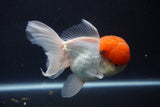 Thai Oranda  Red Cap 5 Inch (ID#1018To13a-51) Free2Day SHIPPING