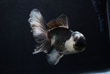 Thai Oranda  Panda 5.5 Inch (ID#1206To6b-102)